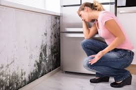 Why You Should Choose Our Mold Remediation Services in Indian Shores, FL